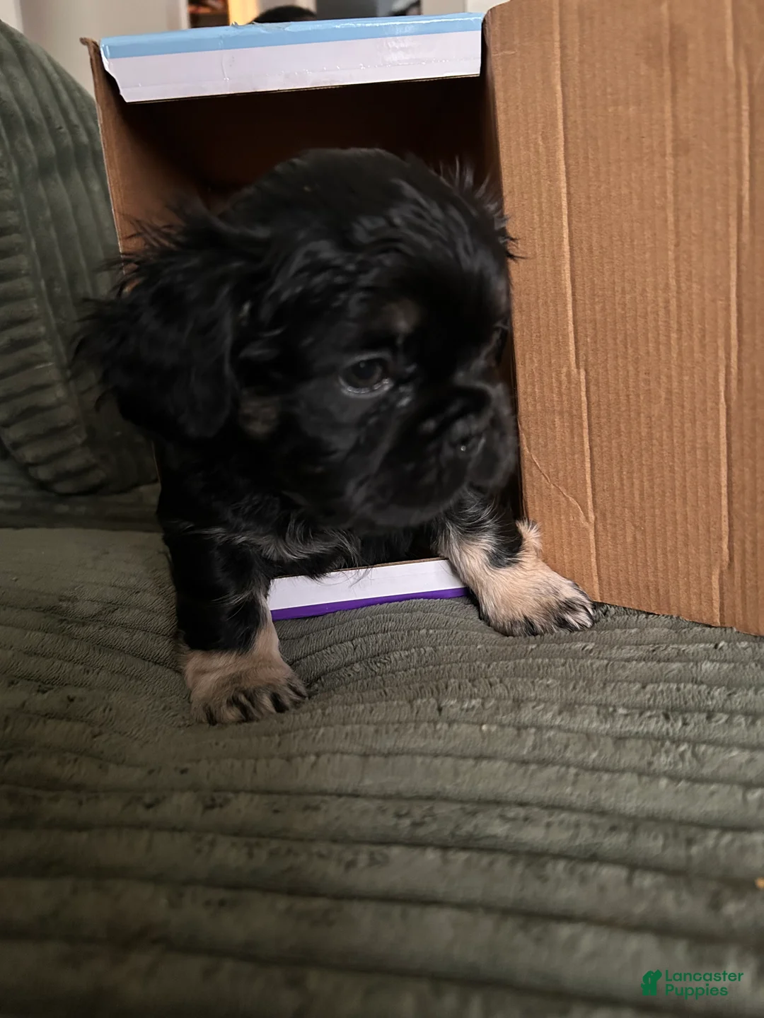 French Bulldog dogs for sale: Aurora  - Ad 3