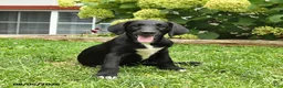 Labradoodle dogs for sale: Daffy - Ad 3