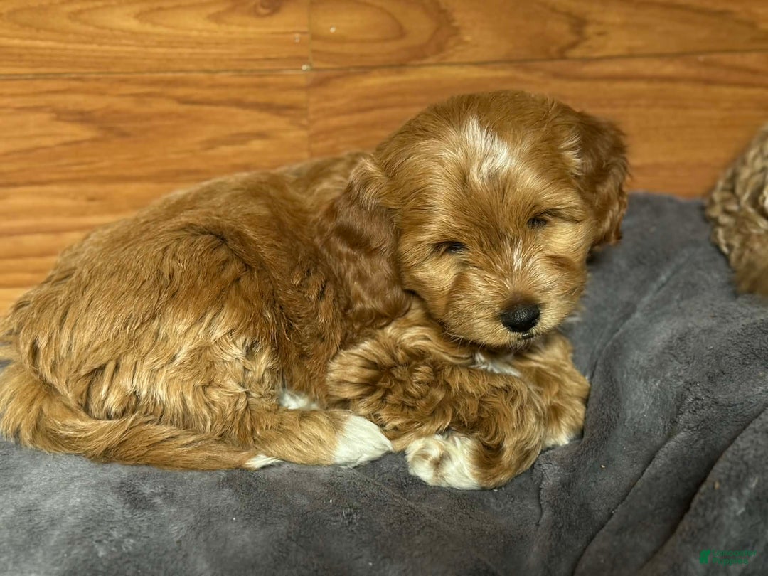 Mixed Breed dogs for sale: Nino - Ad 1