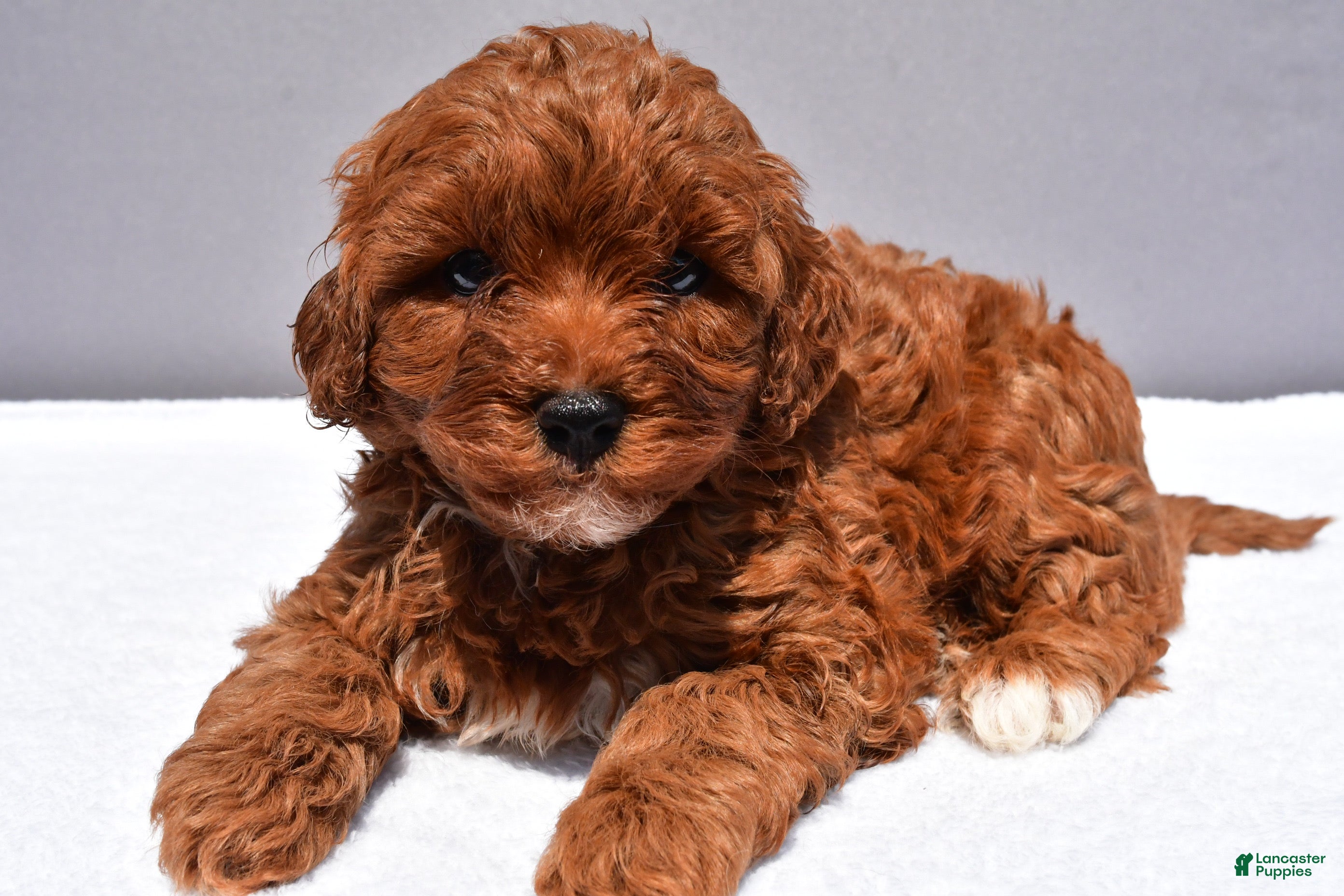 Cavapoo dogs Reese - Ad 2