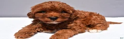 Cavapoo dogs for sale: Reese - Ad 2