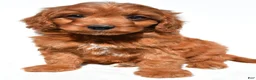 Cavapoo dogs for sale: Kevin - Ad 3