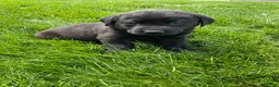 Labrador Retriever dogs for sale: Boone - Ad 4