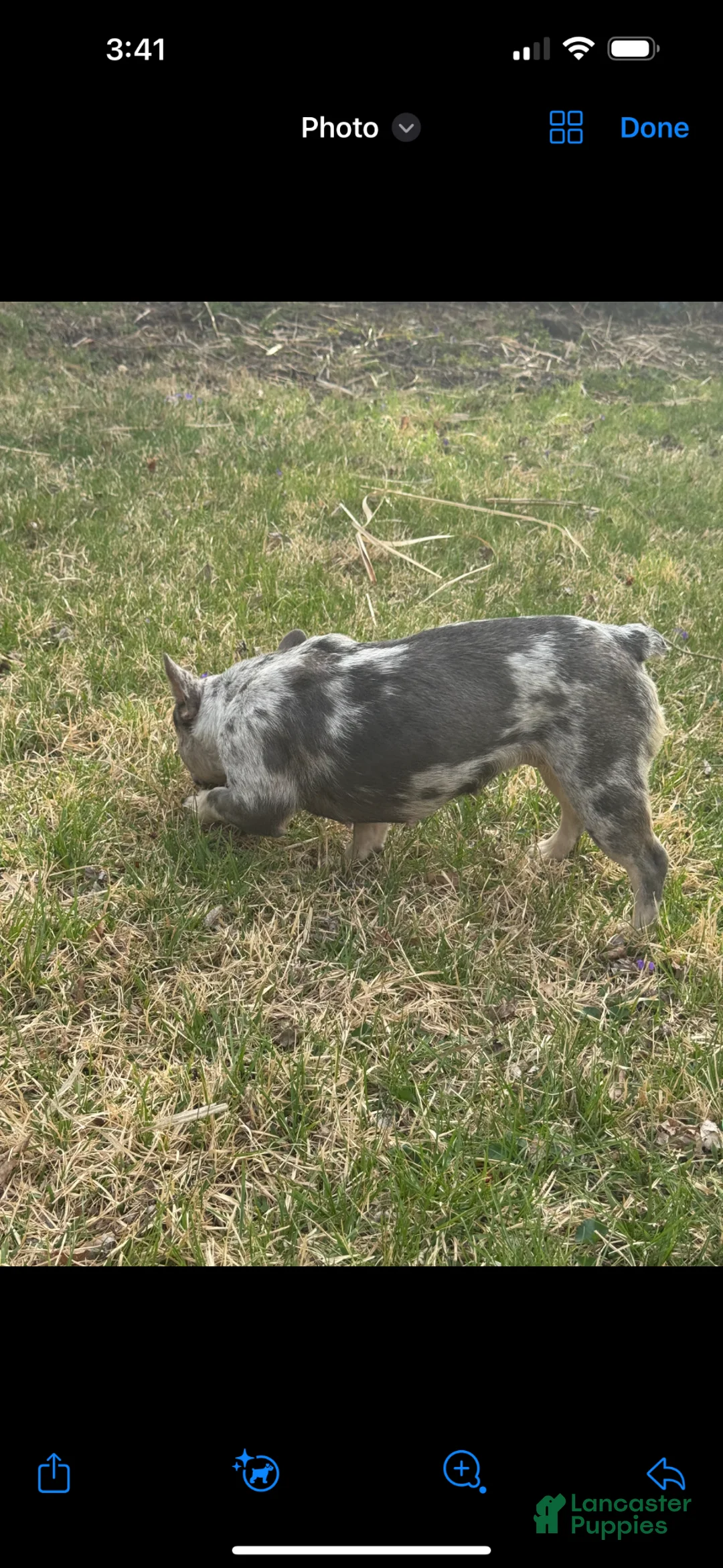 French Bulldog dogs for sale: French Bulldog Puppy 1 - Ad 8