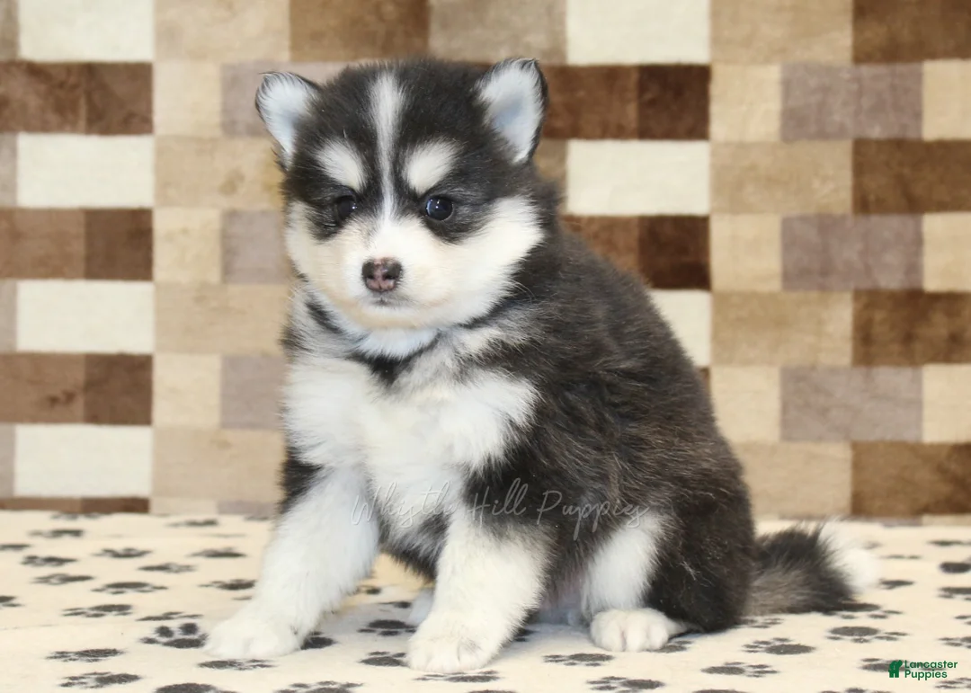 Pomsky dogs for sale: Isaac - Ad 4