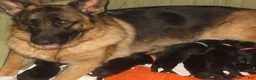 German Shepherd dogs for sale: German Shepherd 7 - Ad 16