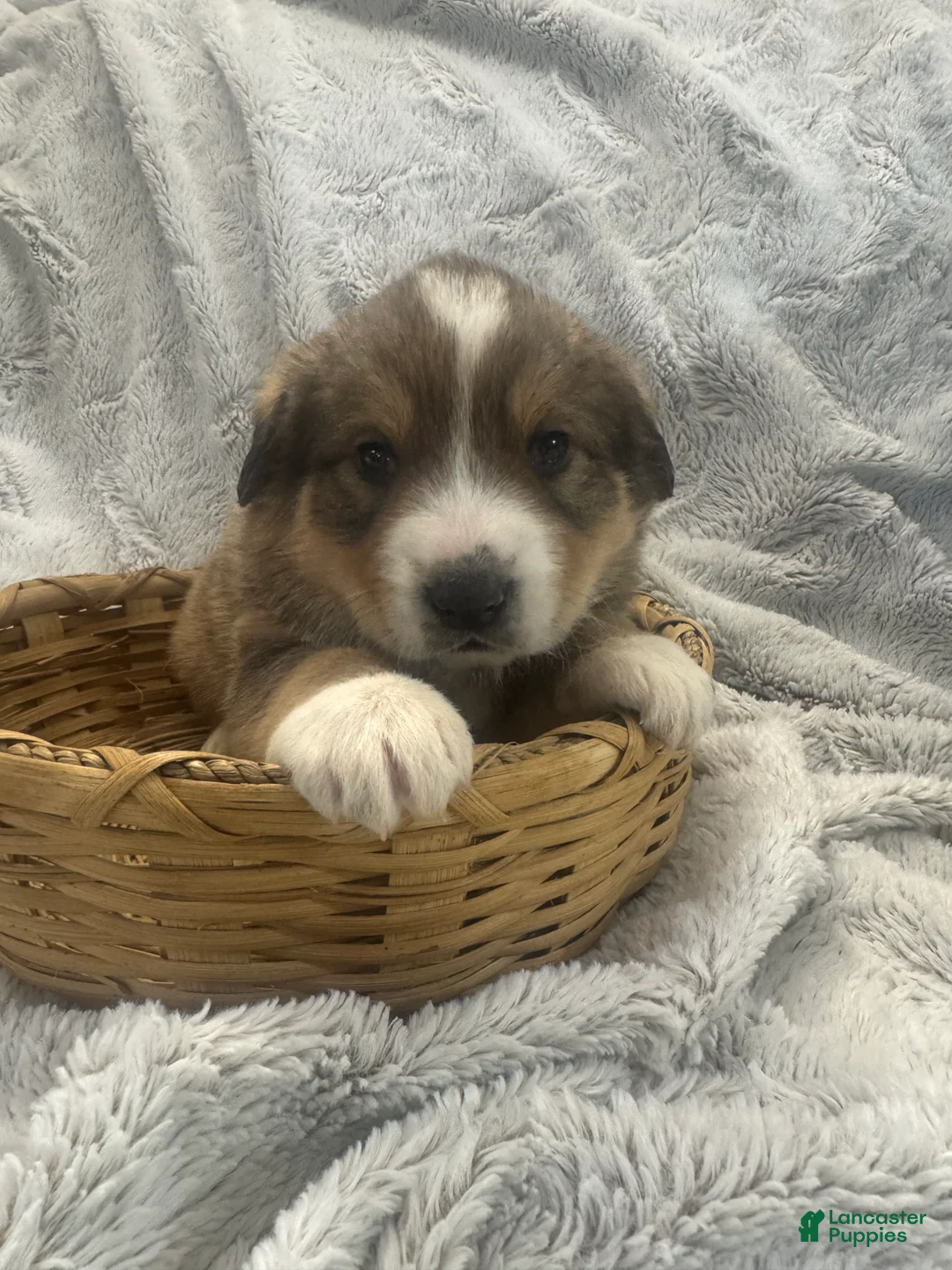 Mixed Breed dogs for sale: Jasper - Ad 9