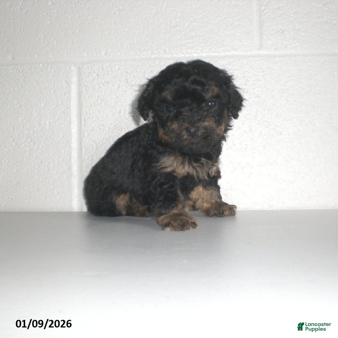 Yorkiepoo dogs for sale: Abby - Ad 20