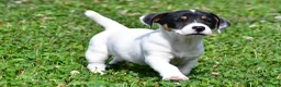 Jack Russell Terrier dogs for sale: Jasper - Ad 9