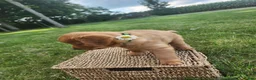 Golden Retriever dogs for sale: Sasha - Ad 4