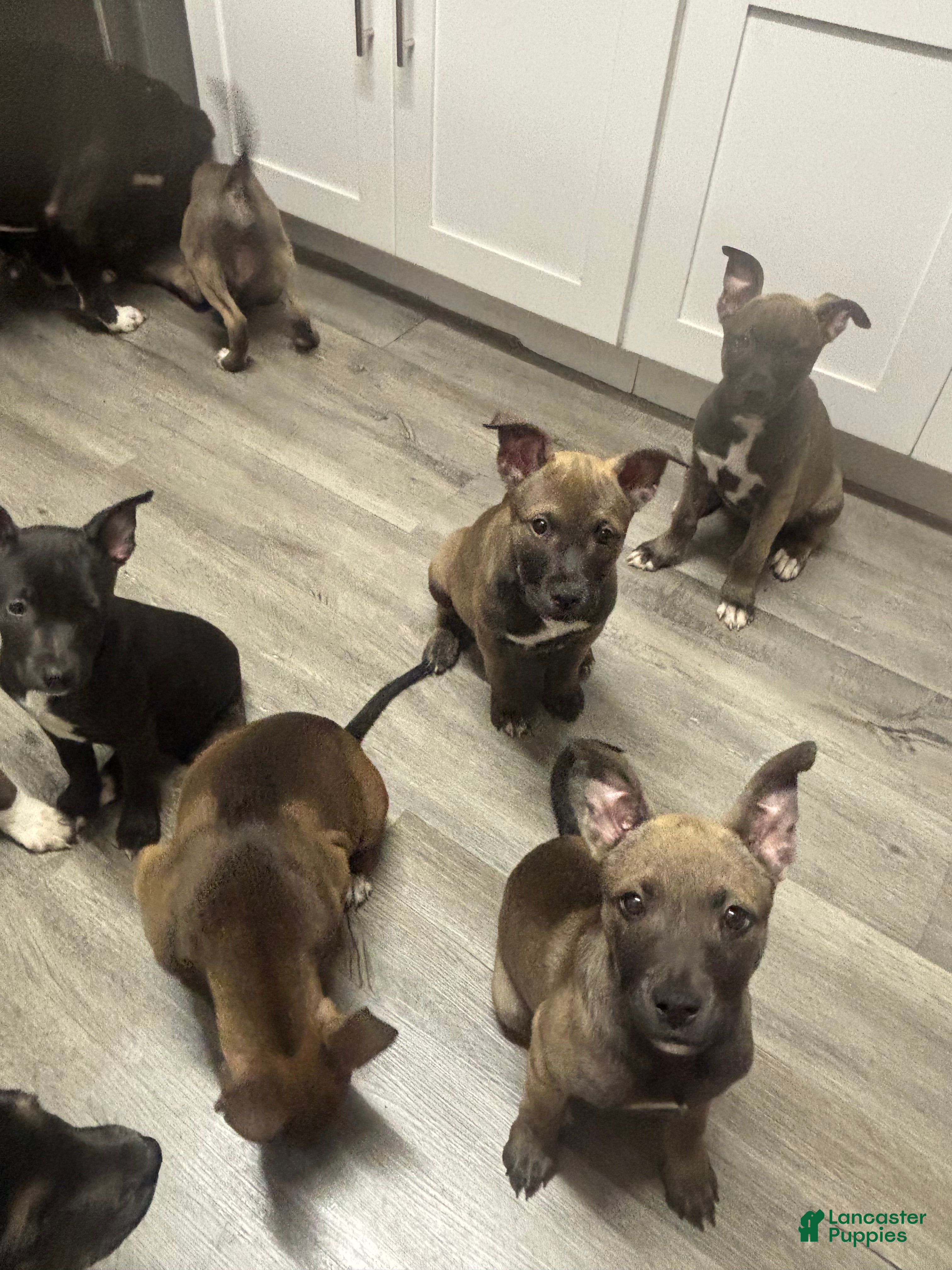 Mixed Breed dogs Mixed Breed Puppy 2 - Ad 32