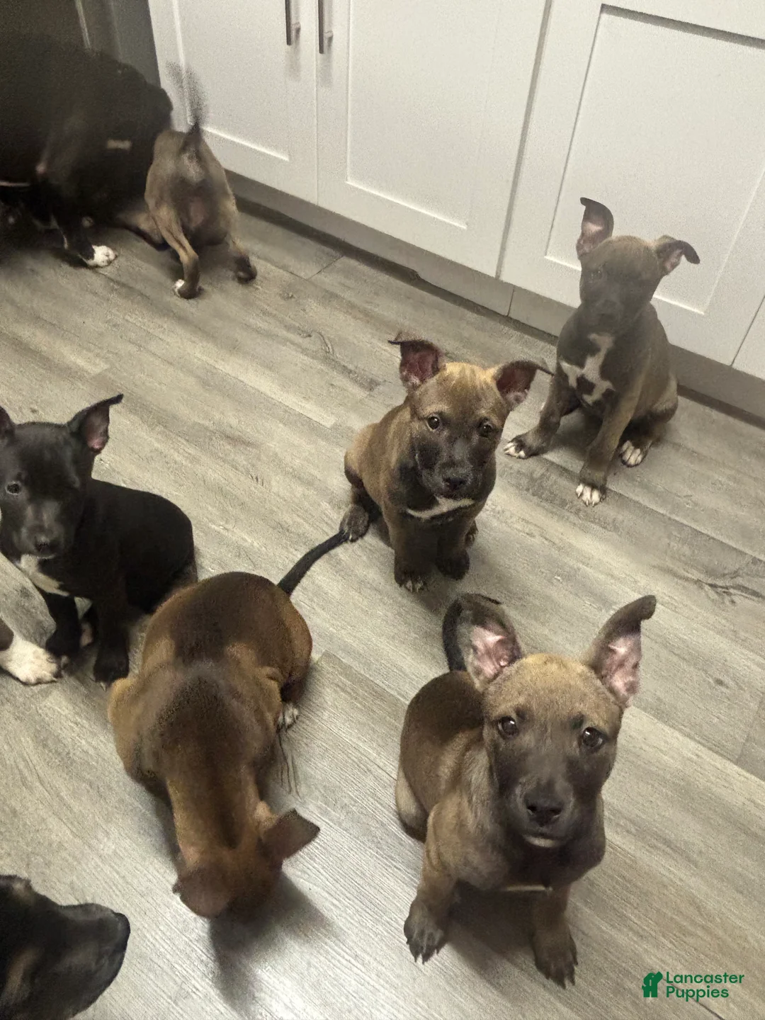 Mixed Breed dogs for sale: Mixed Breed Puppy 2 - Ad 1