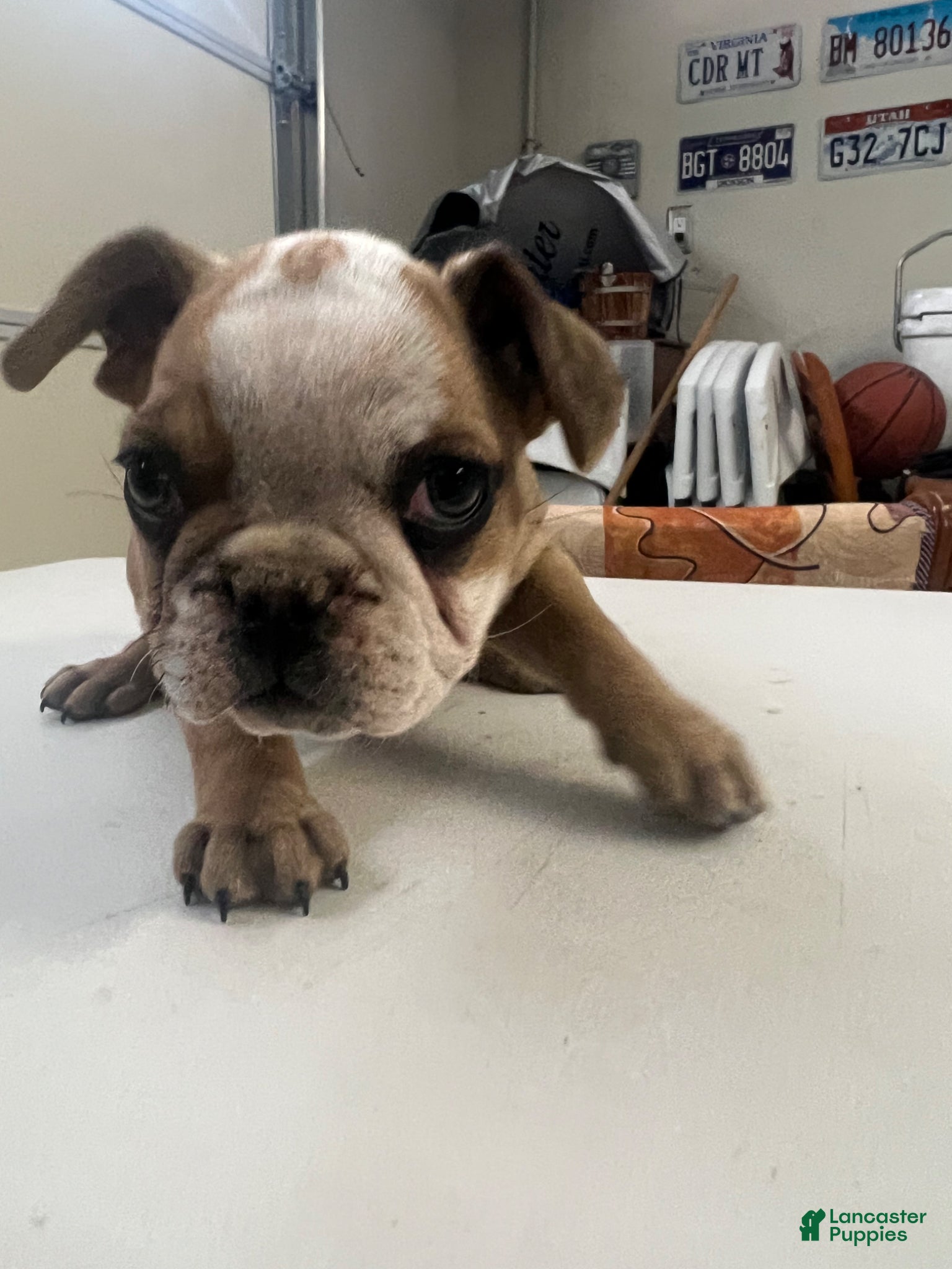 French Bulldog dogs for sale: French Bulldog Puppy 3 - Ad 2