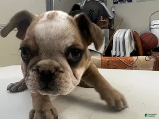 French Bulldog dogs for sale: French Bulldog Puppy 3 - Ad 2