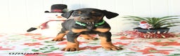 Doberman Pinscher dogs for sale: Bill - Ad 2