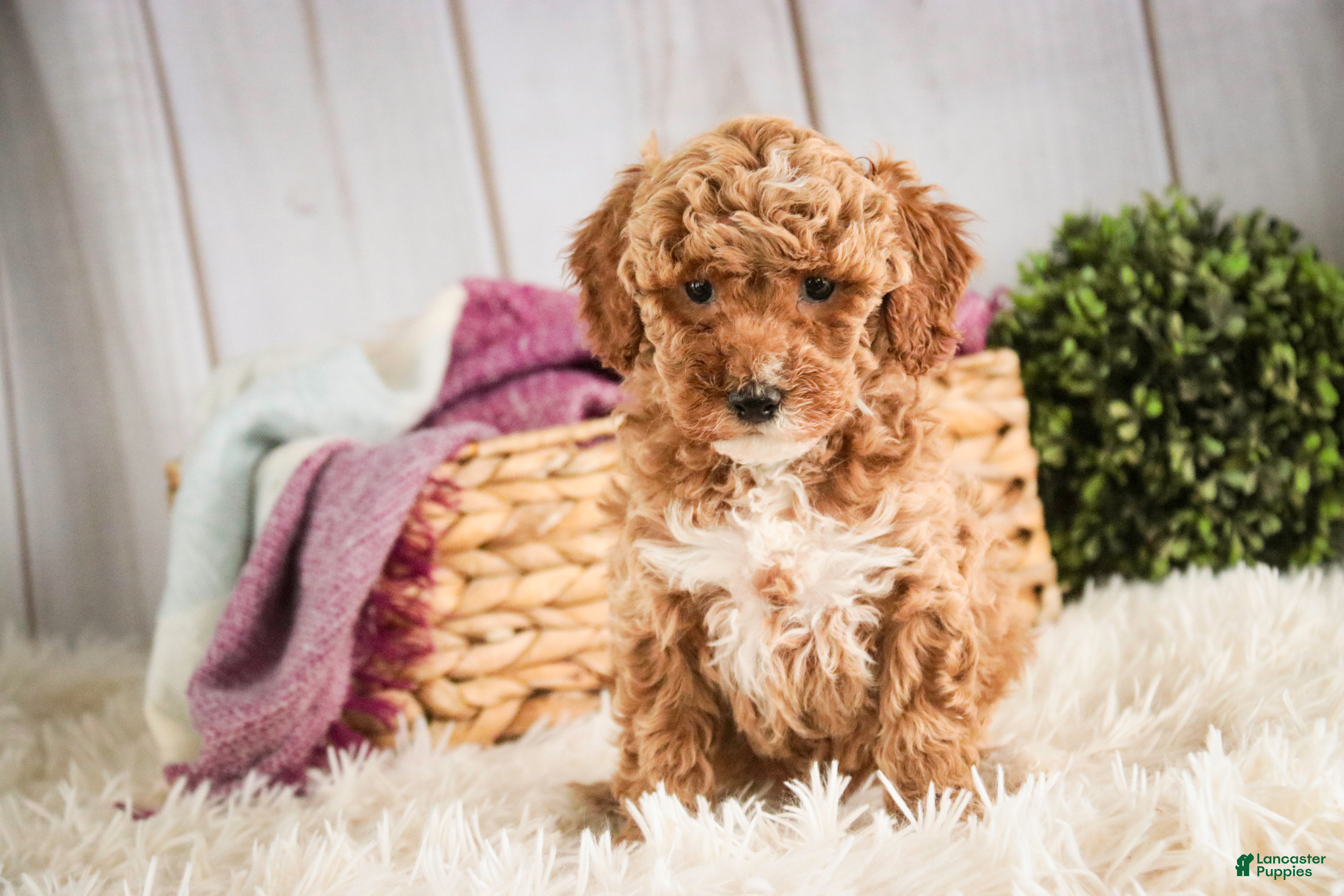 Miniature Poodle dogs Jocelyn - Ad 2