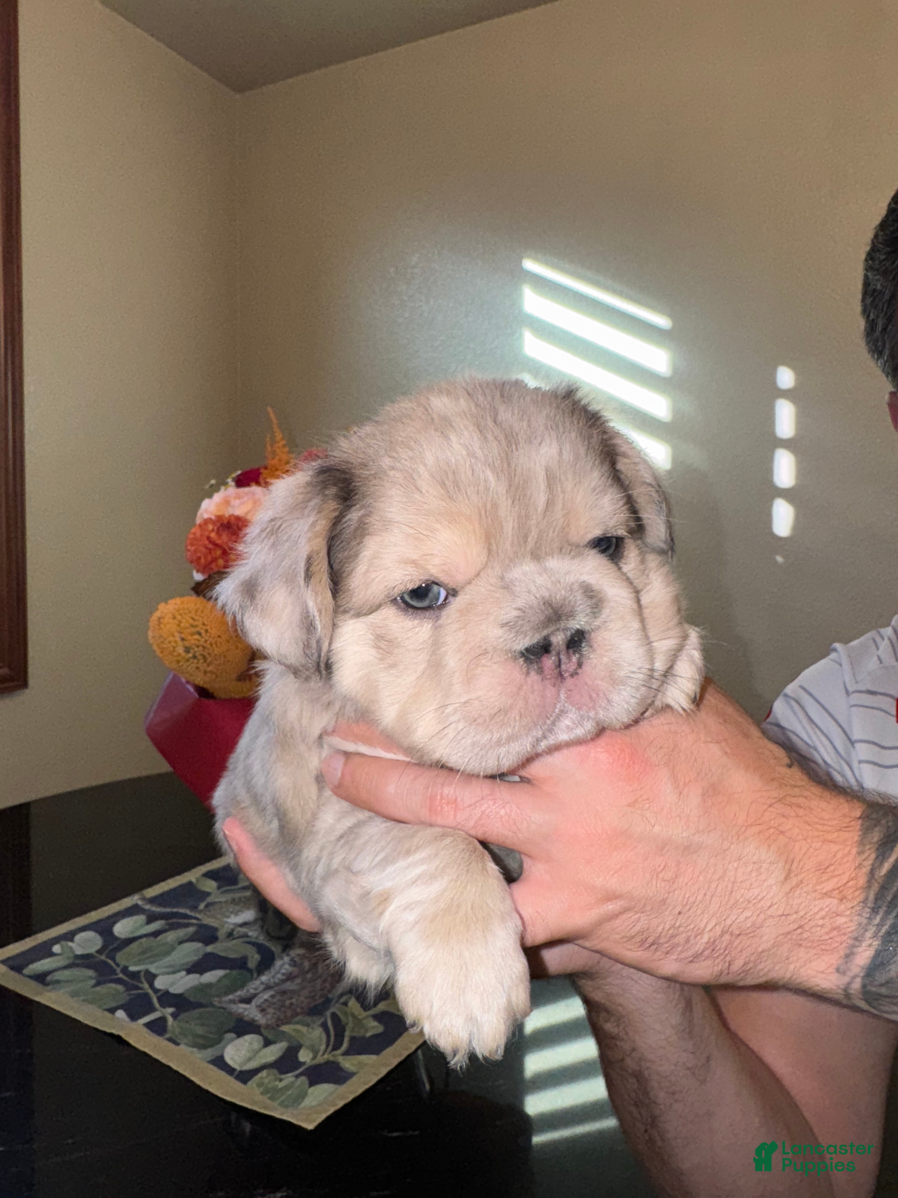 Bruce Wayne for sale in San Diego Lancaster Puppies