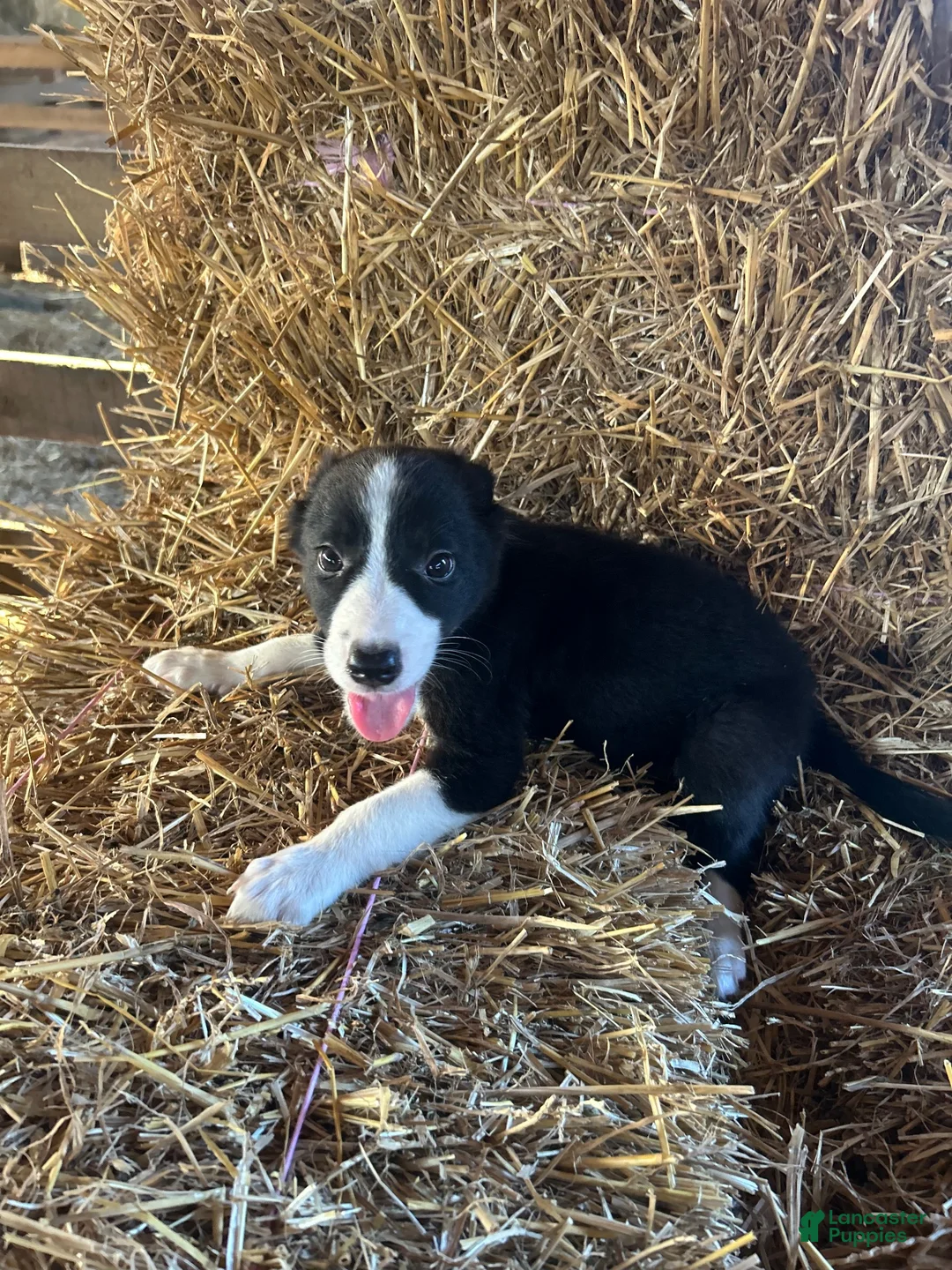 Border Collie dogs for sale: Border Collie 3 - Ad 1