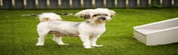 Havanese dogs for sale: Webster Havanese  - Ad 8