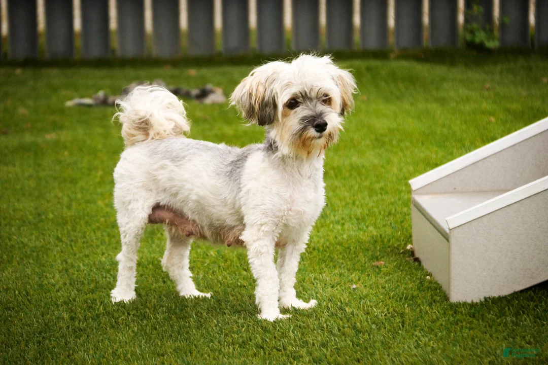 Havanese dogs for sale: Webster Havanese  - Ad 8