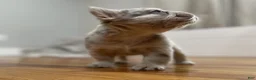 French Bulldog dogs for sale: Bingo - Ad 2