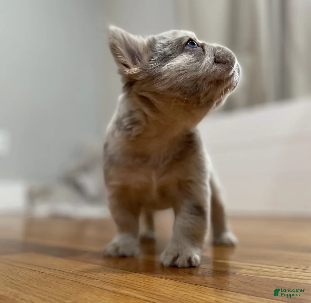 French Bulldog dogs for sale: Bingo - Ad 2