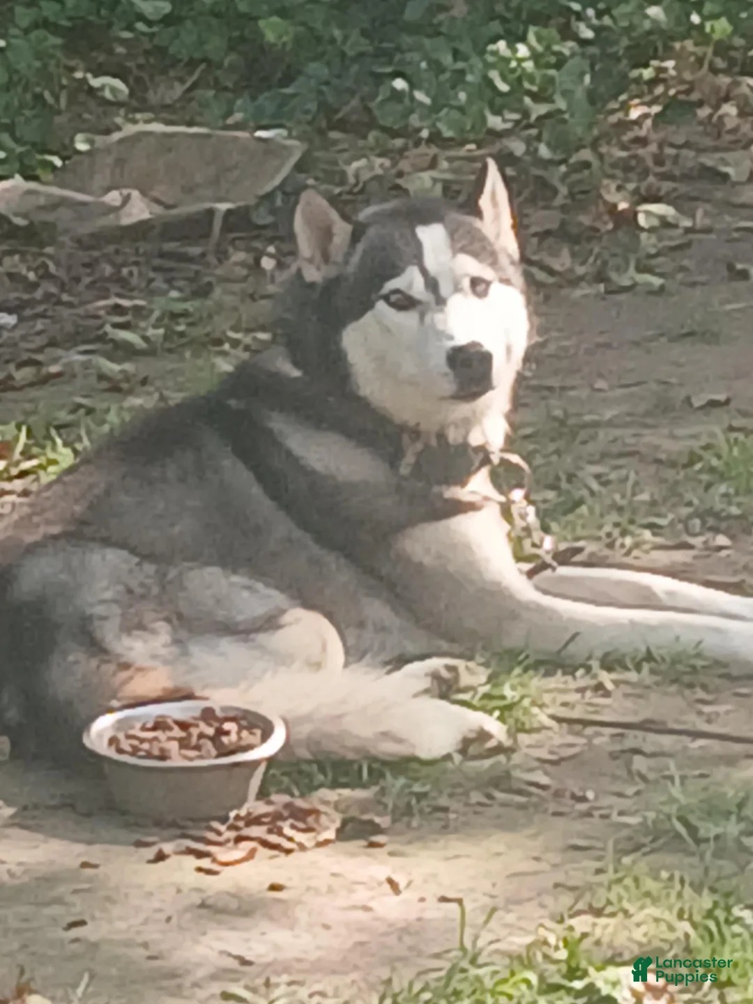 Gerberian Shepsky dogs for sale: Gerberian Shepsky 4 - Ad 5