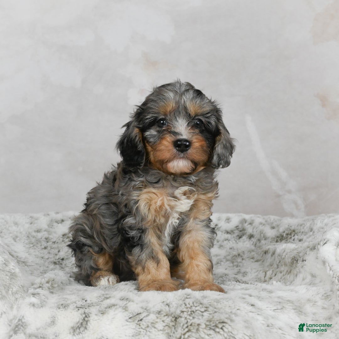 Cavapoo dogs for sale: Libby - Ad 7