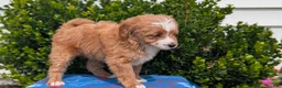 Mixed Breed dogs for sale: Dolly - Ad 5