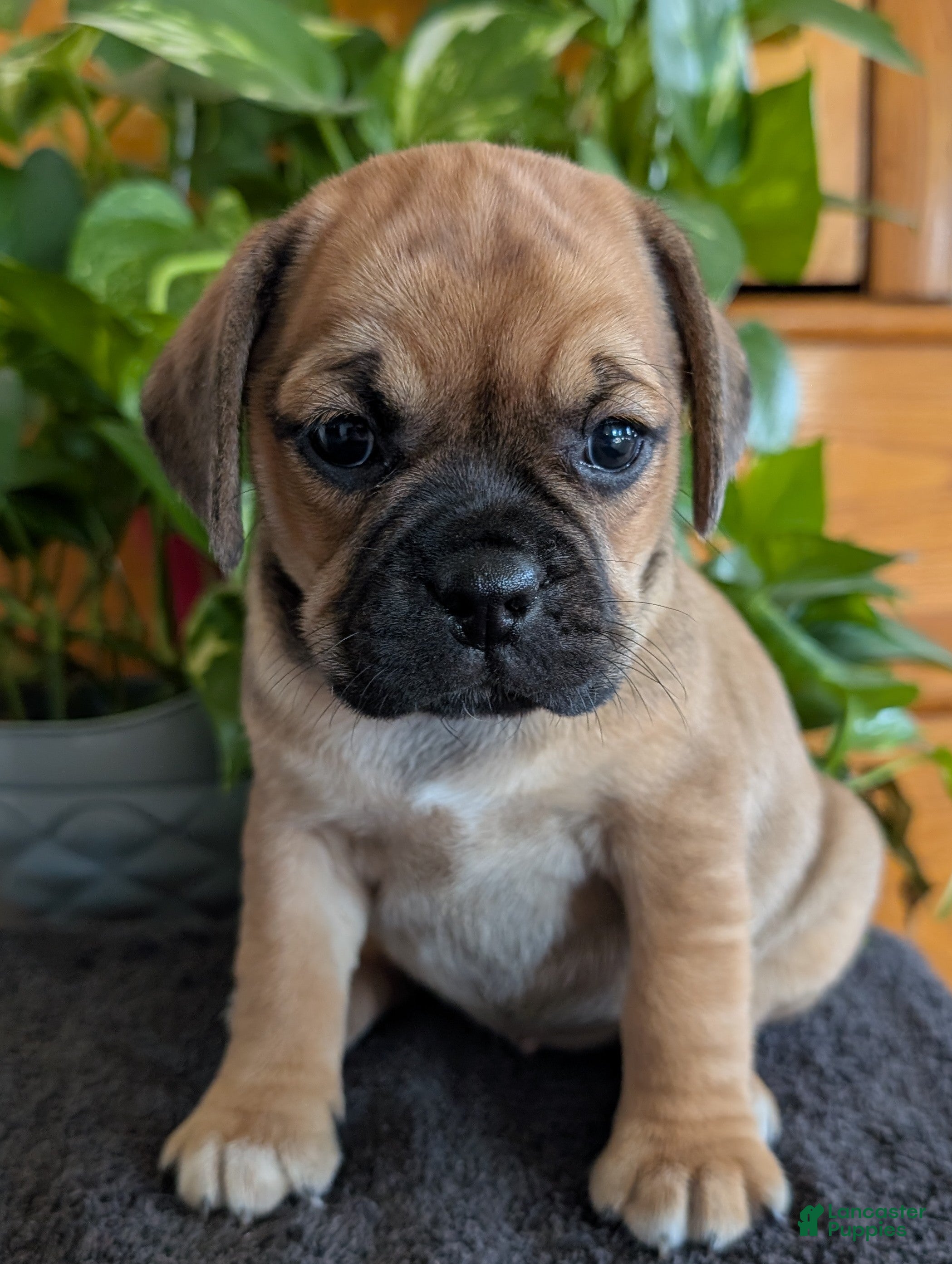 Puggle dogs Kati - Ad 1