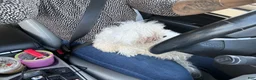 Maltipoo dogs for sale: Maltipoo Puppy 1 - Ad 6