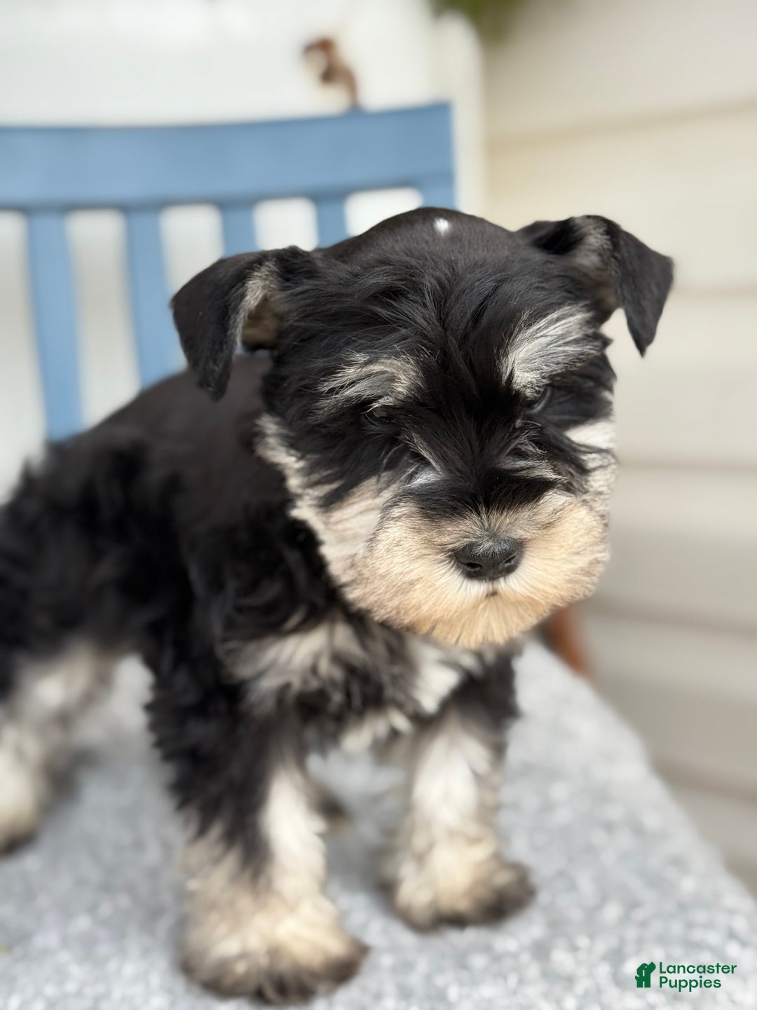 Miniature Schnauzer dogs for sale: Deacon - Ad 7