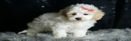 Maltipoo dogs for sale: Aphrodite - Ad 4