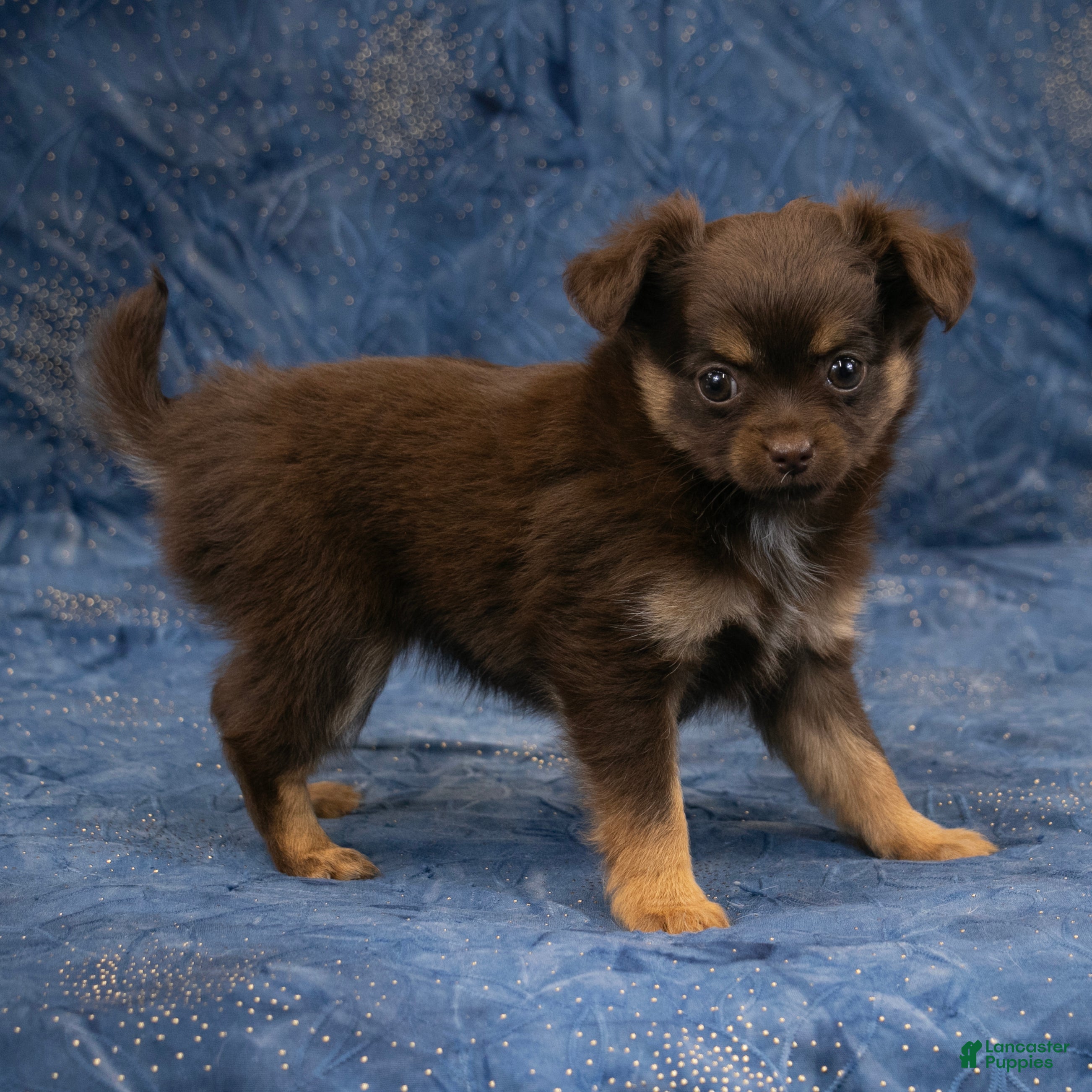 Chihuahua dogs Hailey - Ad 2