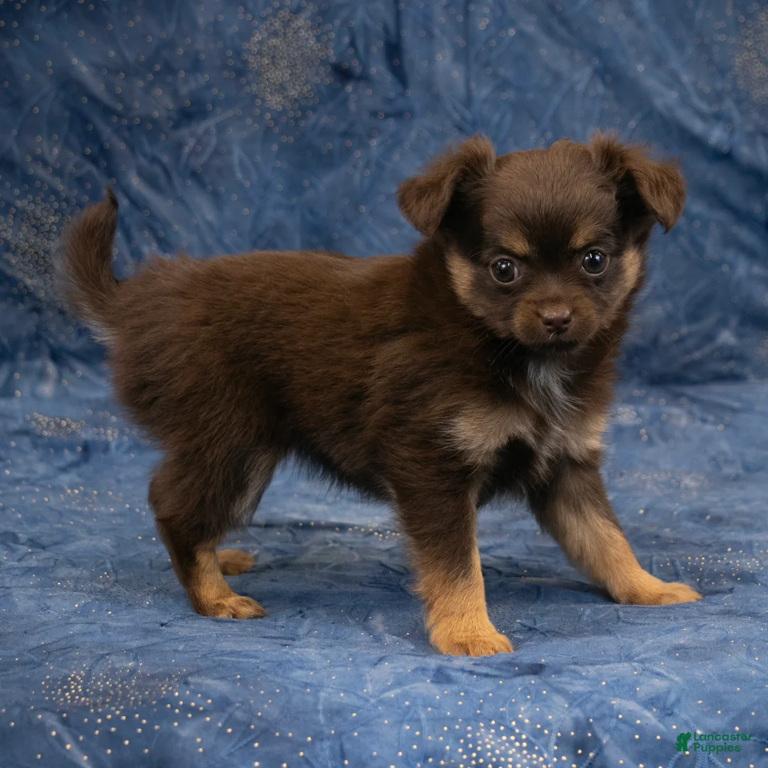 Chihuahua dogs for sale: Hailey - Ad 2