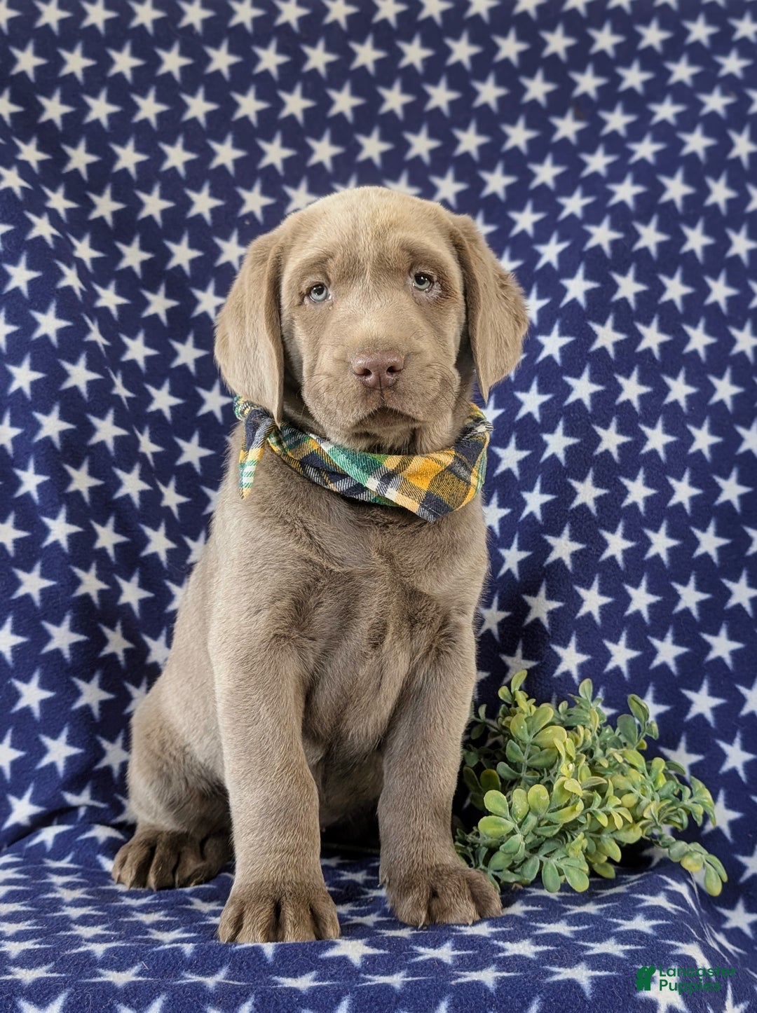 Labrador Retriever dogs for sale: Colson AKC Silver Lab - Ad 5
