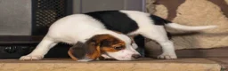 Beagle dogs for sale: Dottie🎀 - Ad 9