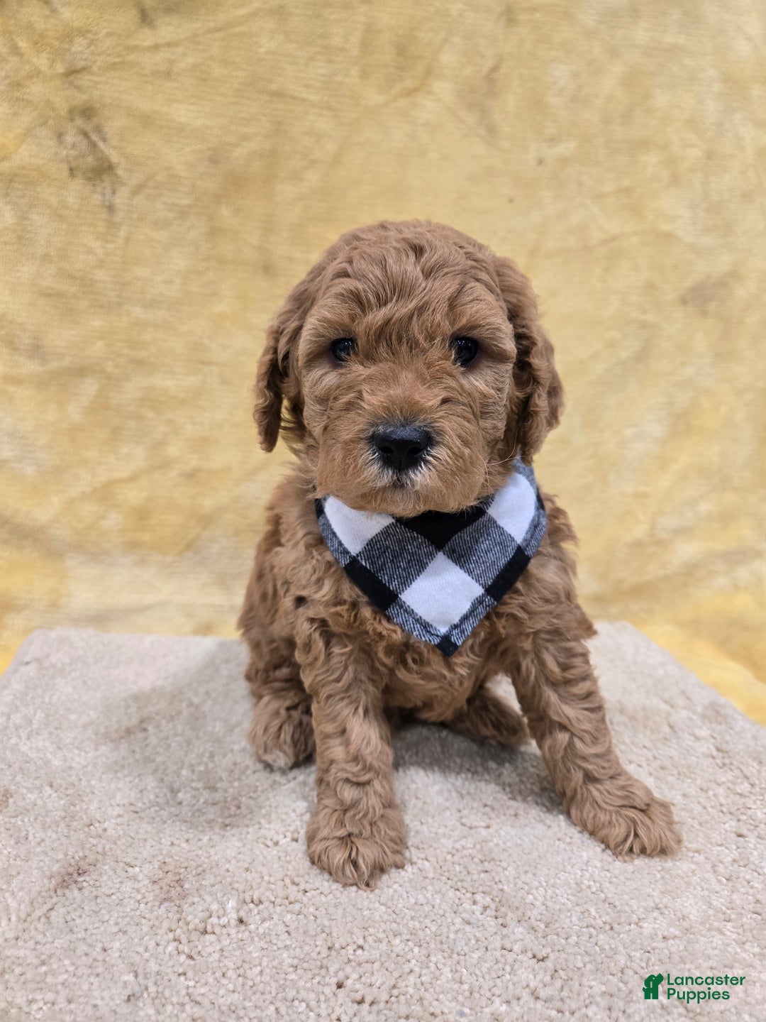 Mini Goldendoodle dogs for sale: Leo - Ad 4