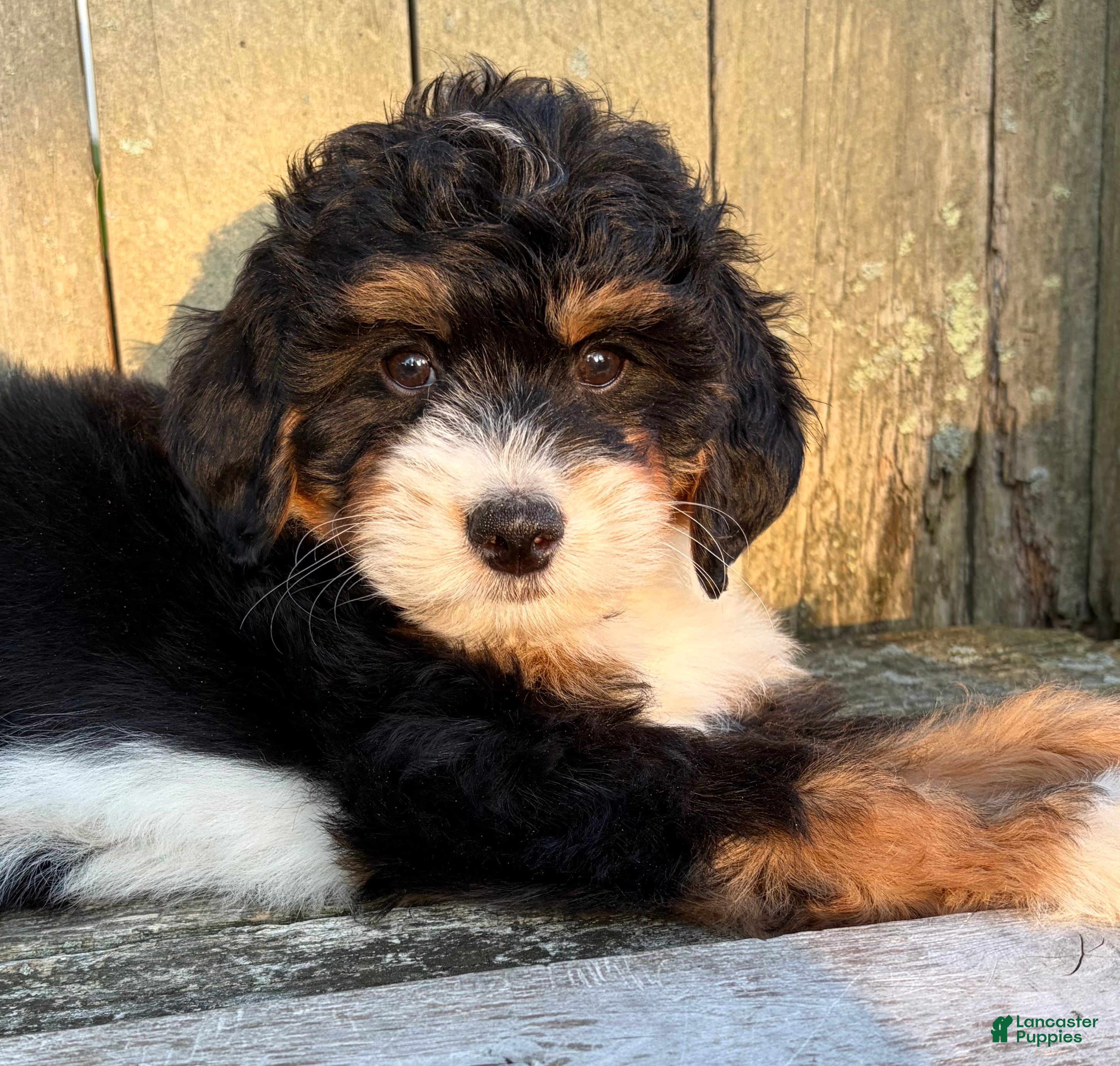 Mini Bernedoodle dogs for sale: ❤️IN BOSTON MASSACHUSETTS AREA❤️MINI BERNEDOODLE GIRL❤️ - Ad 4