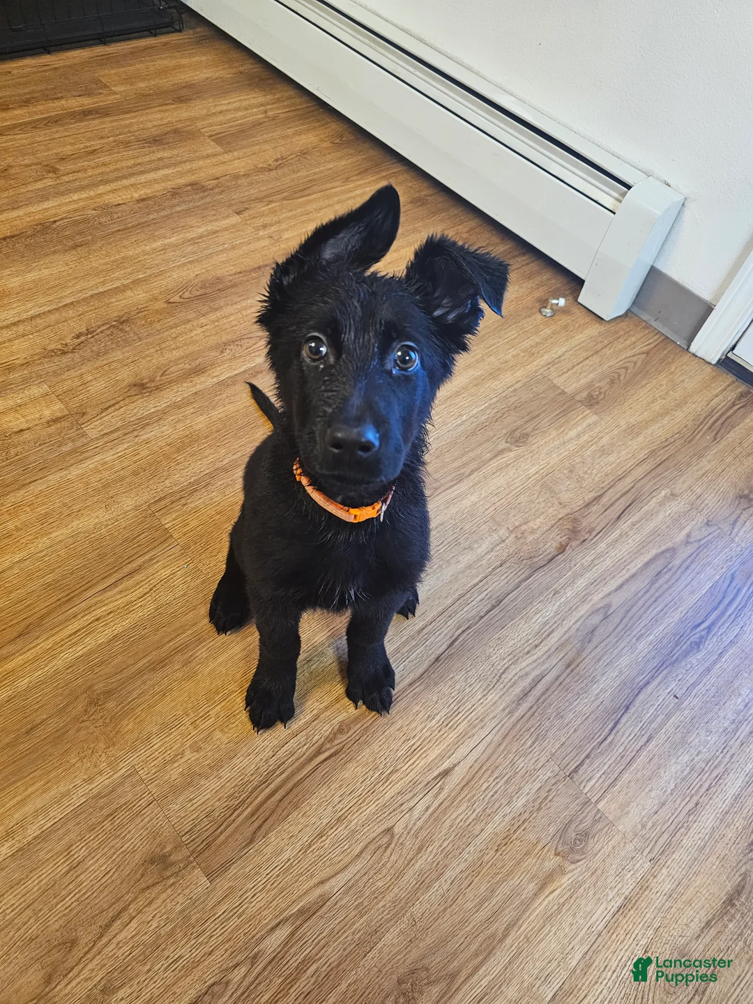 German Shepherd dogs for sale: German Shepherd Puppy 1 - Ad 1