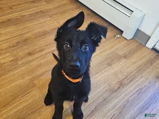 German Shepherd dogs German Shepherd Puppy 1 - Ad 13