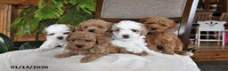 Maltipoo dogs for sale: Jordan - Ad 5