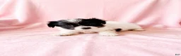 Mixed Breed dogs for sale: Winnie - Ad 4