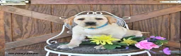 Labrador Retriever dogs for sale: Crystal - Ad 1