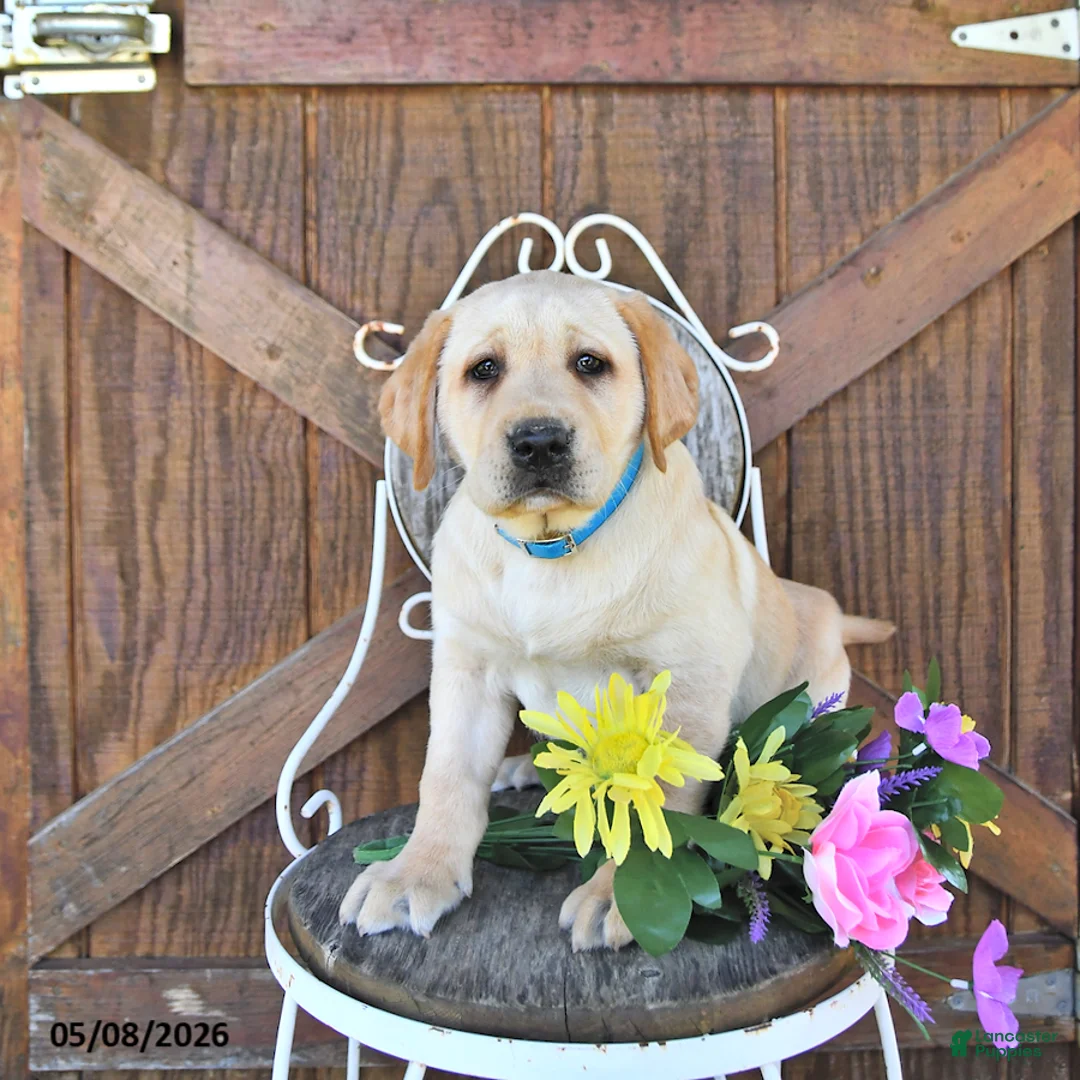 Labrador Retriever dogs for sale: Crystal - Ad 1