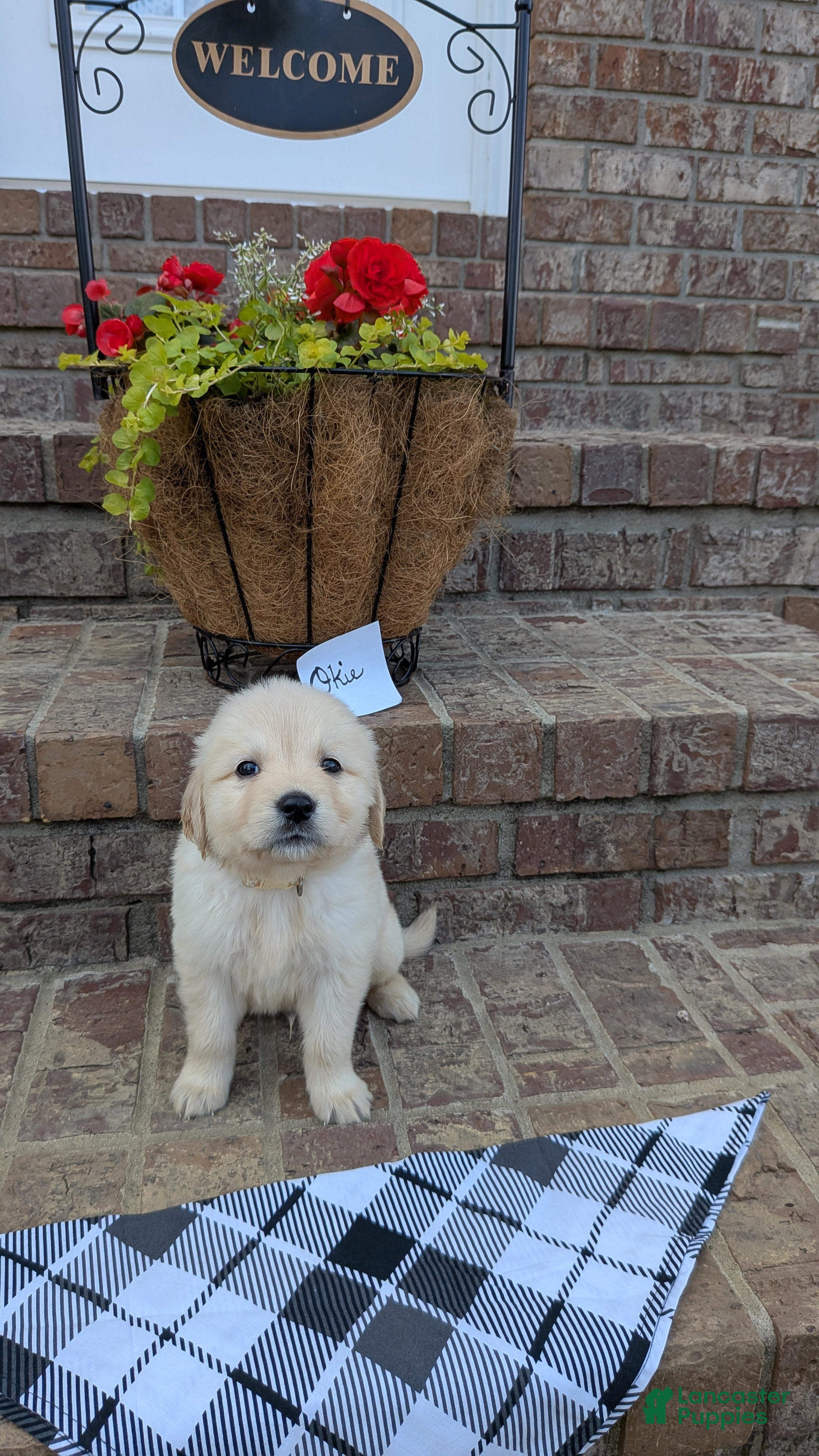Golden Retriever dogs Okie, AKC - Ad 2
