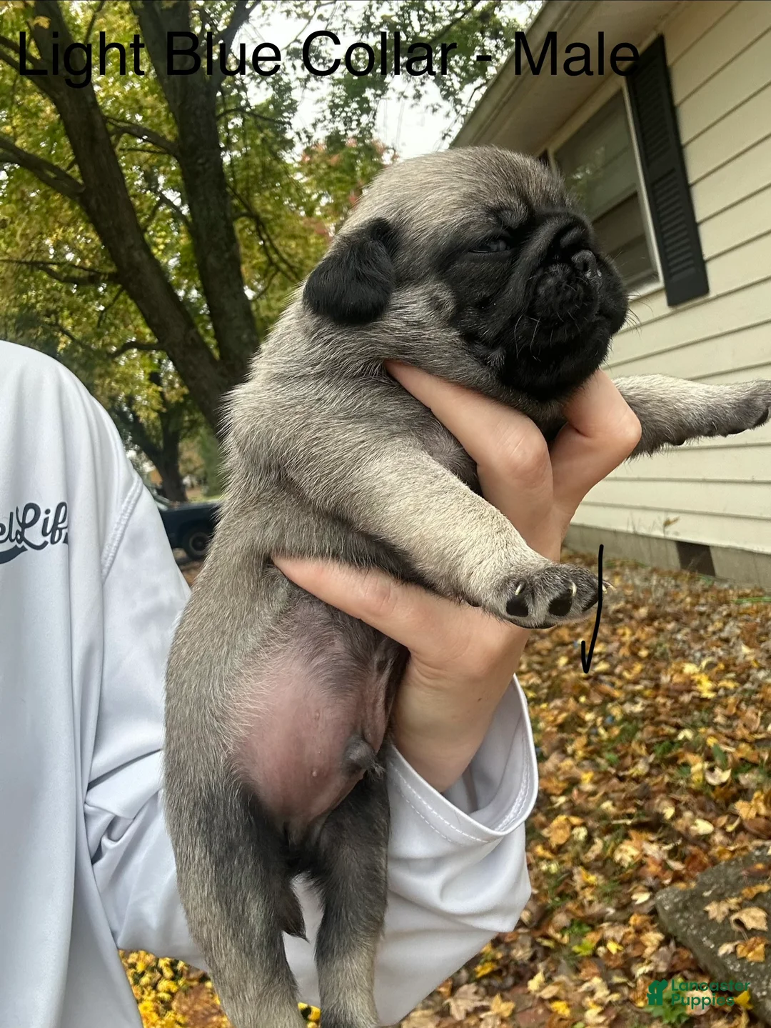 Pug dogs for sale: Light Blue Male - Ad 2