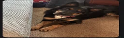 Mixed Breed dogs for sale: Mixed Breed 5 - Ad 2