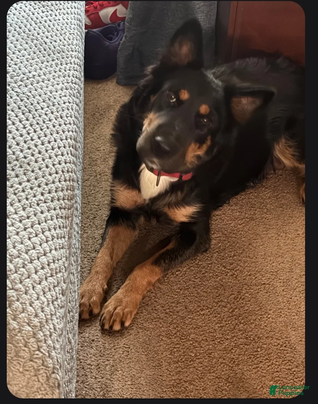 Mixed Breed dogs for sale: Mixed Breed 5 - Ad 2