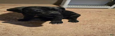 Cane Corso Puppy 5